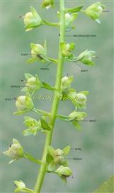  Inflorescence axis bearing fruits